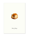 Sleeping fox