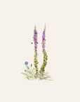 Glacier flowers