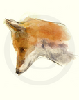 Fine Art Print | The fox