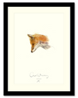 Fine Art Print | The fox